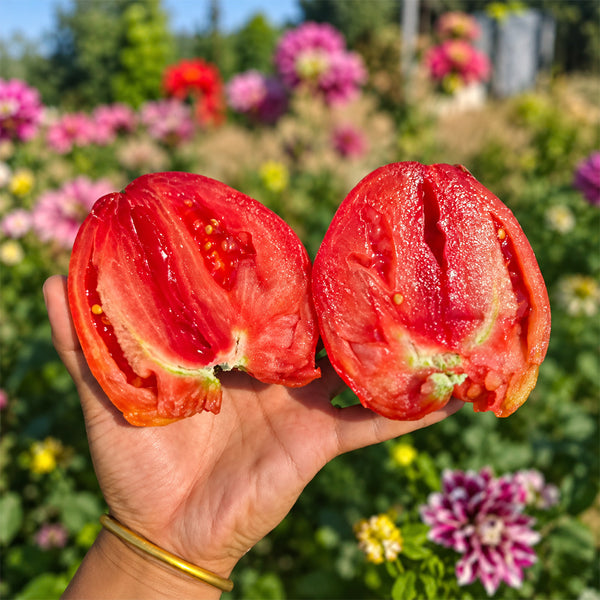 189 Winnie the Pooh Tomato, 5 Seeds