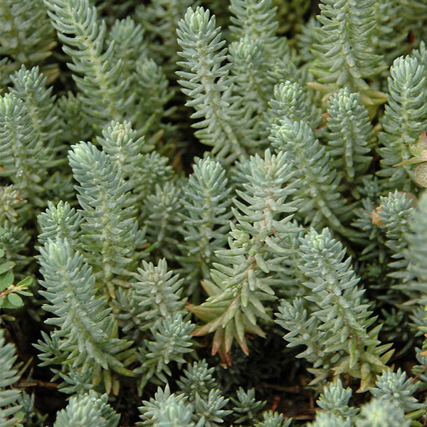 Reflexed Stonecrop Seeds, 200 Seeds