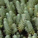 Reflexed Stonecrop Seeds, 200 Seeds
