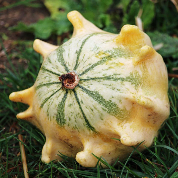 Crown of Thorns Gourd Seeds, 10 Seeds