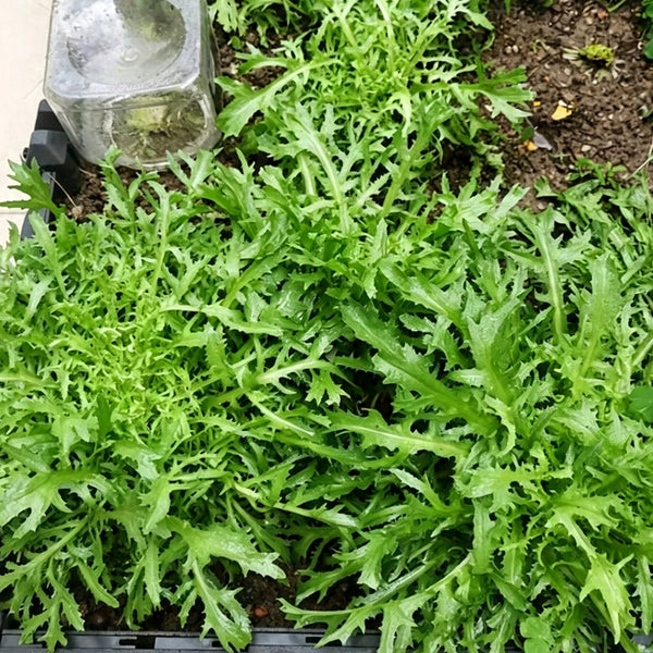 Curly Endive Seeds, 5g