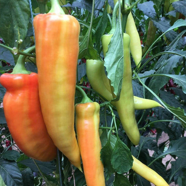 Hongyun No.1 Sweet Pepper F1, 100 Seeds