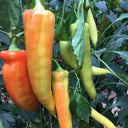 Hongyun No.1 Sweet Pepper F1, 100 Seeds