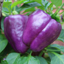 Violgo Sweet Pepper Seeds, 3 Seeds