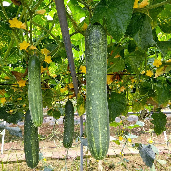 'Jiefeng No.8' Hybrid Cucumber, 50 Seeds