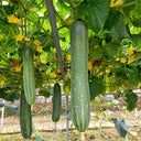 'Jiefeng No.8' Hybrid Cucumber, 50 Seeds