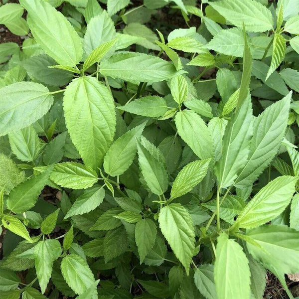 Chaozhou Jute Leaf Seeds, 10g