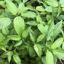 Chaozhou Jute Leaf Seeds, 10g