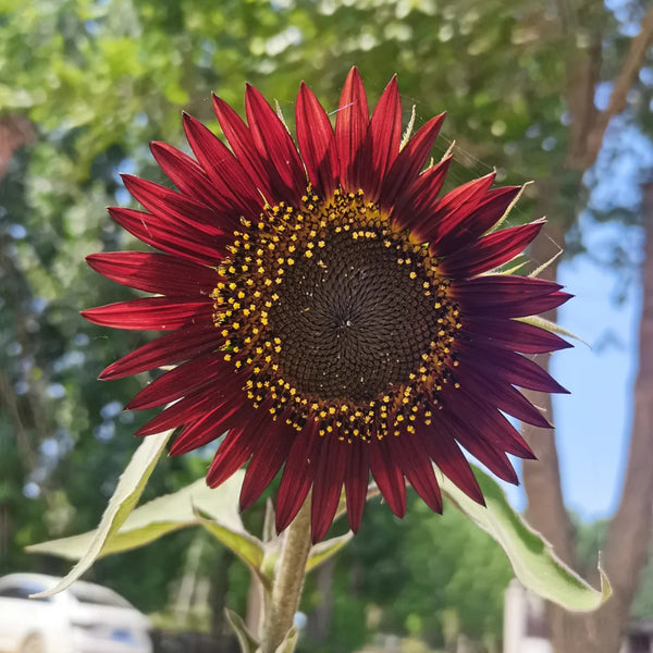 HEL27 Cherry Red Sunflower, 100 Seeds