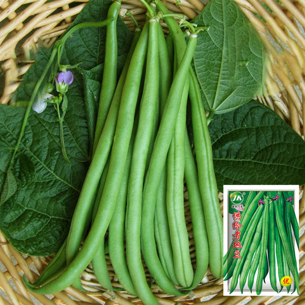 Supplier Snap Bean Seeds, 10g Per Bag