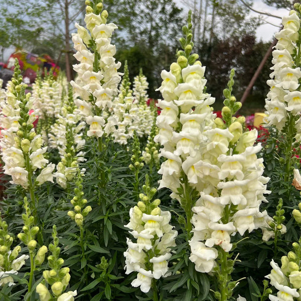 Madame Butterfly White Snapdragon, 1000 Seeds