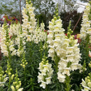 Madame Butterfly White Snapdragon, 1000 Seeds