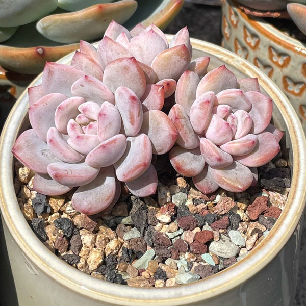 Echeveria cv. 'Starlight Orange', 3pcs x 1-head