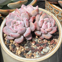 Echeveria cv. 'Starlight Orange', 3pcs x 1-head