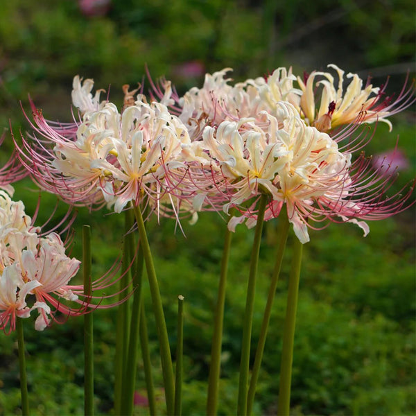 Lycoris squamigera 'White Chunxiao', 1 Bulb