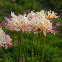 Lycoris squamigera 'White Chunxiao', 1 Bulb