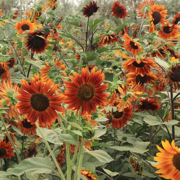 'Magician' Ornamental Sunflower Seeds, 2g
