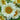 'White Moonlight' Sunflower, 10 Seeds