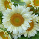 'White Moonlight' Sunflower, 10 Seeds