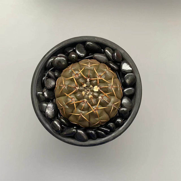 Gymnocalycium stellatum var. paucispinum, 3-4cm