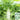 Erbai Pi Stems Lettuce Seeds, 10g