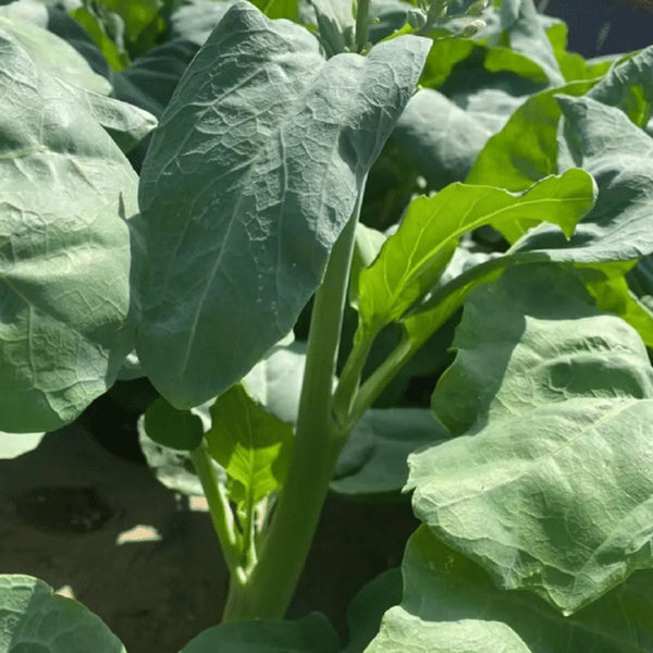 'Nongyan Yellow Flower' Chinese Kale Seeds, 20g