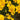 Hezhichun Pansy 'Late Autumn', 30 Seeds