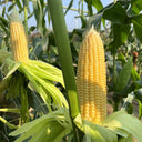 Zhongnongtian 488 Sweet Corn Seeds