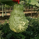 Knobbly Flower Head Gourd, 2 Seeds