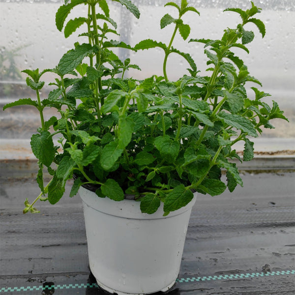 Strawberry Mint, 50 ~ 100 Seeds