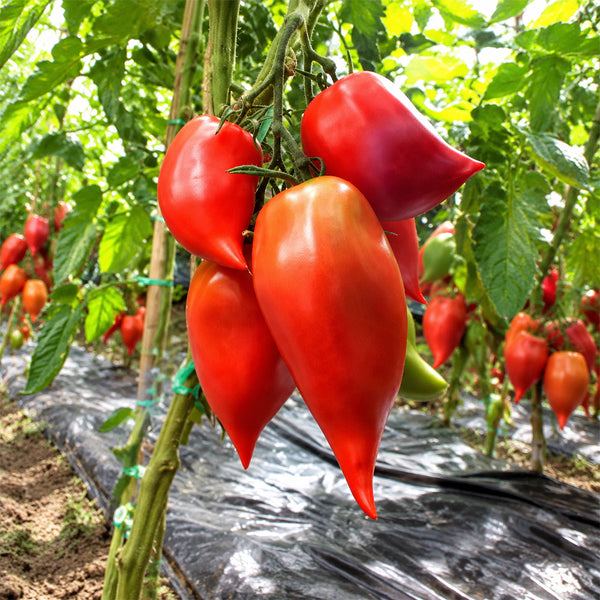 1146 Korean Long Tomato, 5 Seeds
