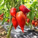 1146 Korean Long Tomato, 5 Seeds