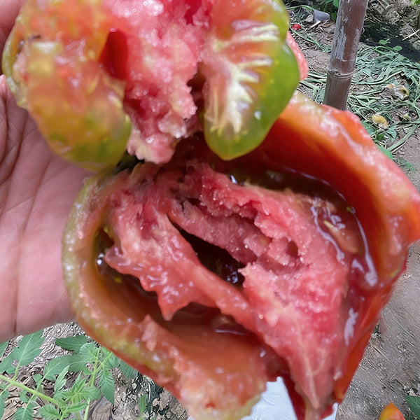 Super Sweet Sandy Strawberry Tomato, 100 Seeds