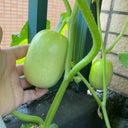 Jade Maiden Cucumber Seeds, 10 Seeds
