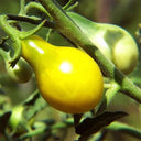Yellow Pear Tomato Seeds, 100 Seeds