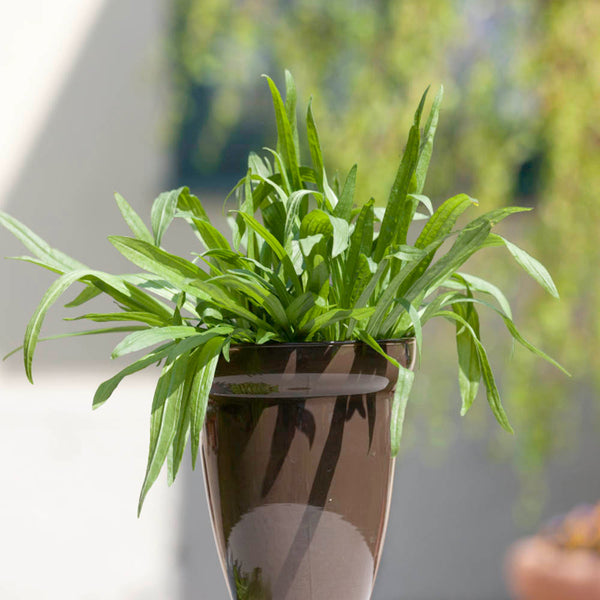 English Ribwort Plantain, 10 Seeds