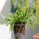 English Ribwort Plantain, 10 Seeds