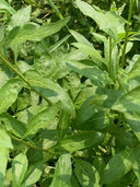Fruitless Edible Leaf Wolfberry, 1000 Seeds