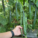 Zhongnong Spring-Autumn Hybrid Cucumber F1 Seeds, 3g