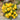 767 Micro Dwarf Birdie Jaune Tomato, 5 Seeds