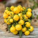 767 Micro Dwarf Birdie Jaune Tomato, 5 Seeds