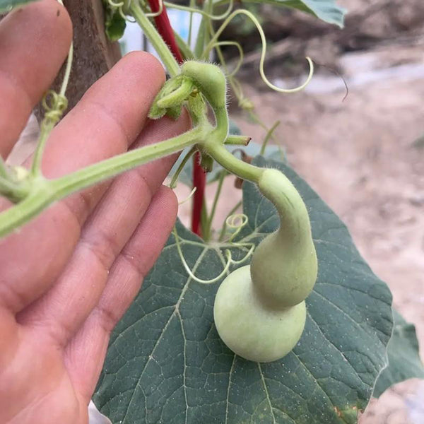Twisted-Handle Ornamental Gourd, 10 Seeds