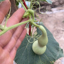 Twisted-Handle Ornamental Gourd, 10 Seeds