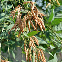 Pigeon Pea Seeds, 50 Seeds
