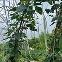 Baixue Lihong Yardlong Bean Seeds, 20g