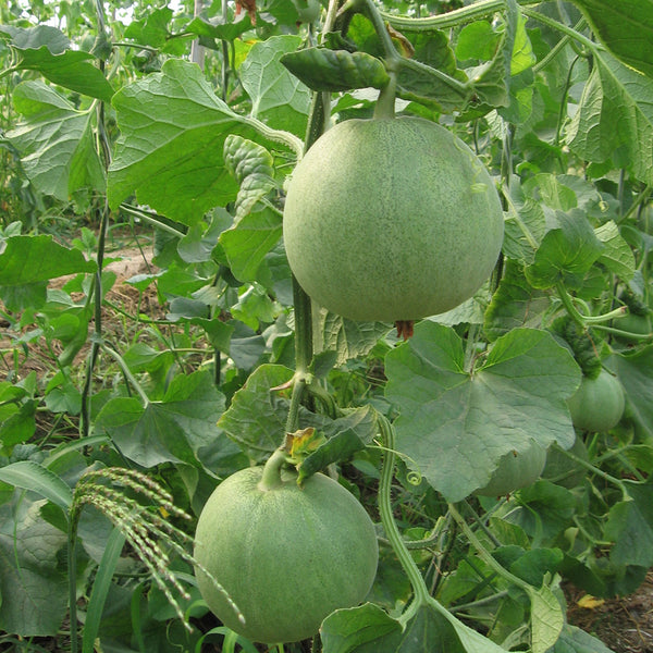 Xin Meiyu F1 Melon Seeds, 10g