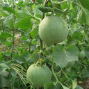Xin Meiyu F1 Melon Seeds, 10g
