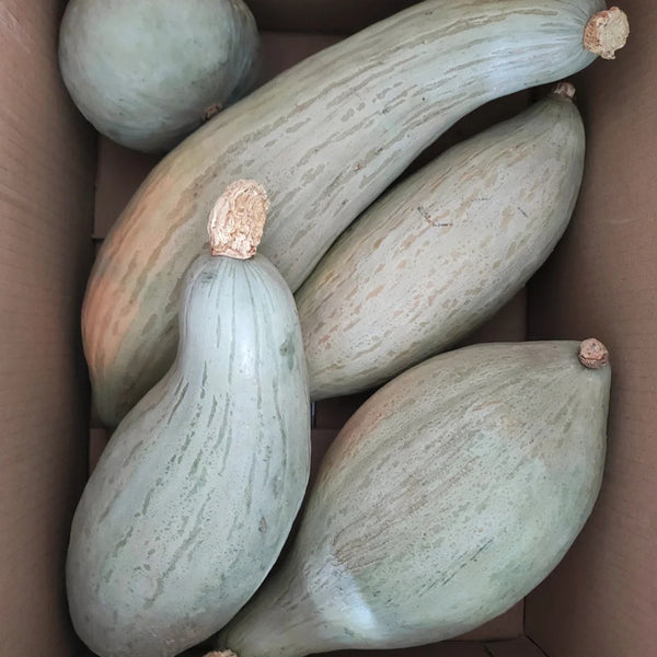 Golden Chestnut Noble Pumpkin, 10 Seeds