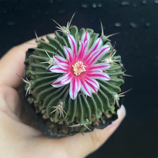 Echinofossulocactus multicostatus, 3-4cm