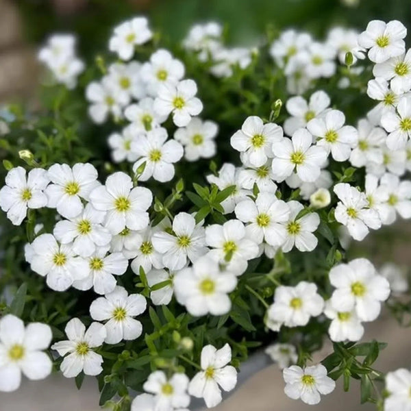 Mountain Sandwort, 10 Seeds